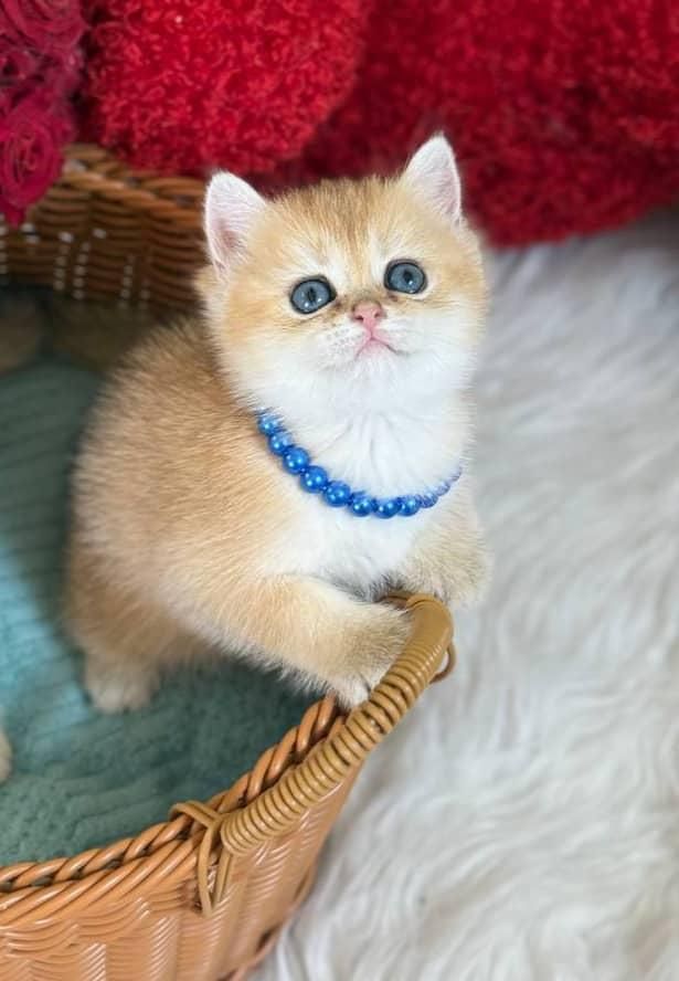 مجموعه گربه های اهواز ایران کتز|گربه|اهواز, زیتون کارمندی|دیوار