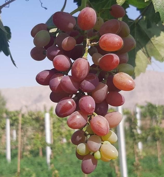 سرکه و ابغوره انگور قرمز خانگی|خوردنی و آشامیدنی|تهران, تختی|دیوار