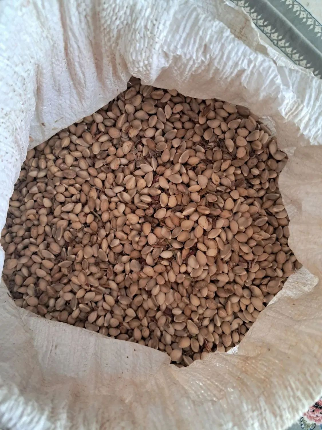 پسته کوهی|خوردنی و آشامیدنی|مشهد, کشاورز|دیوار