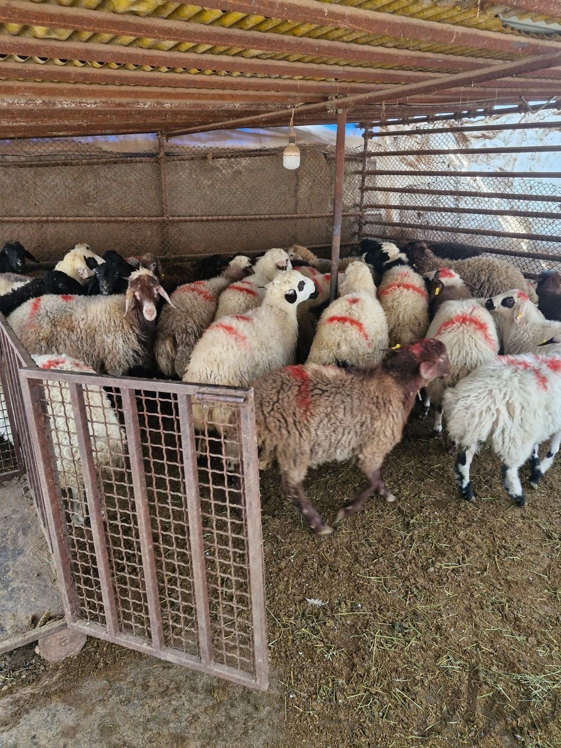 بره نر شیشک .ماده.میش.قیمت تعاونی درجه ۱|حیوانات مزرعه|مشهد, نوید|دیوار