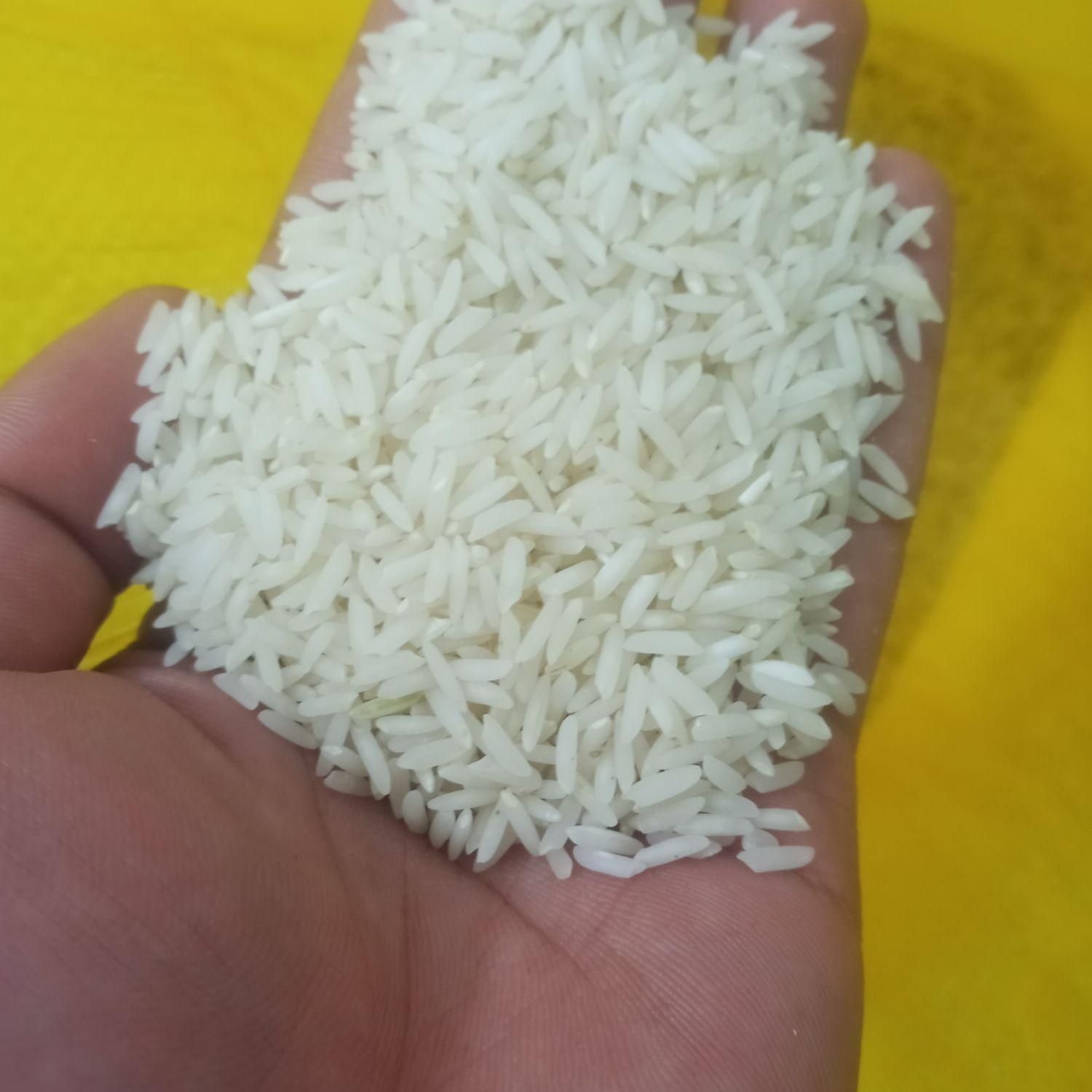 برنج طارم هاشمی امساله|خوردنی و آشامیدنی|قائمشهر, |دیوار