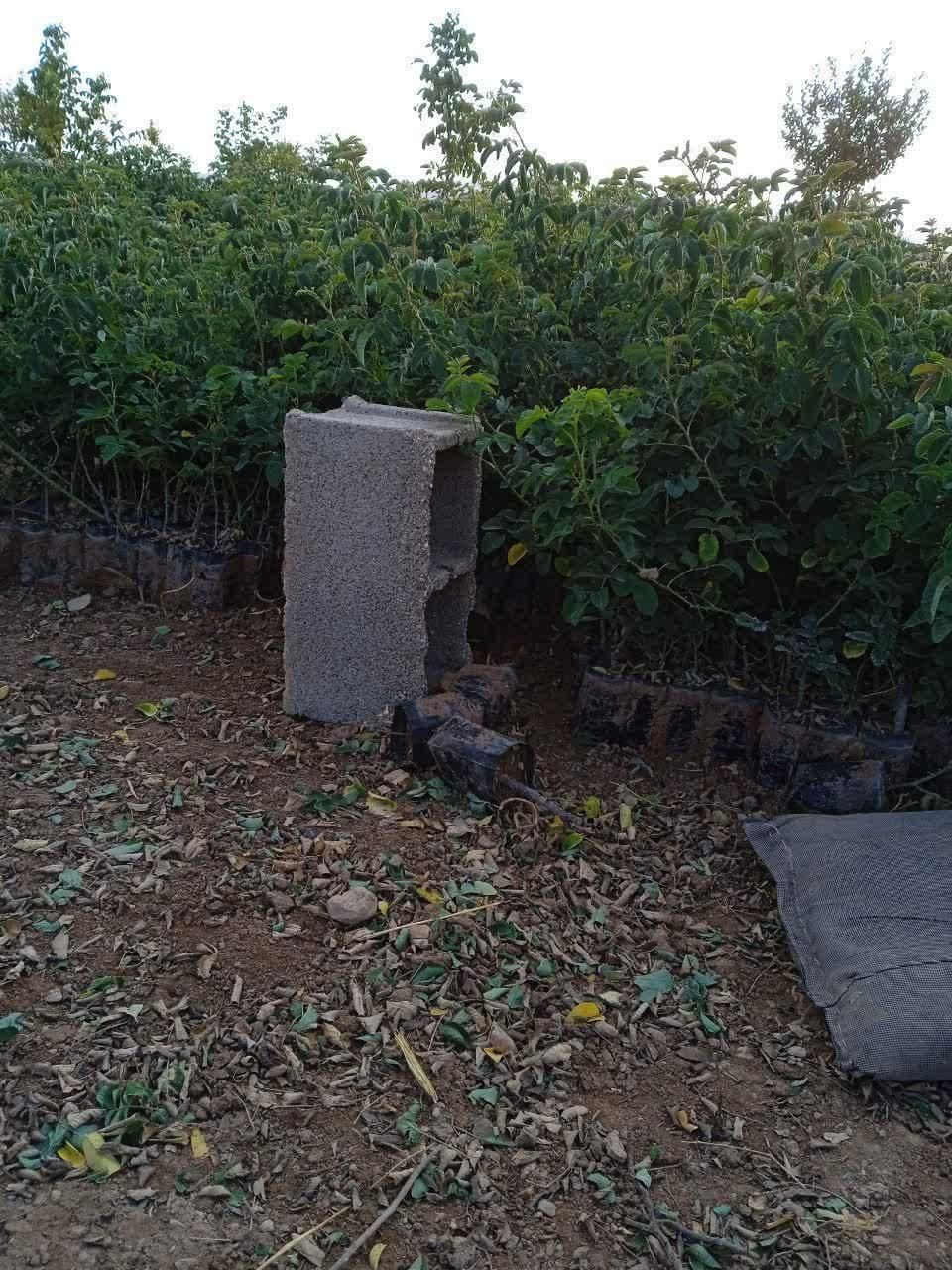 نهال گل محمدی اردهالی|خدمات باغبانی و درختکاری|کاشان, بازار کاشان|دیوار