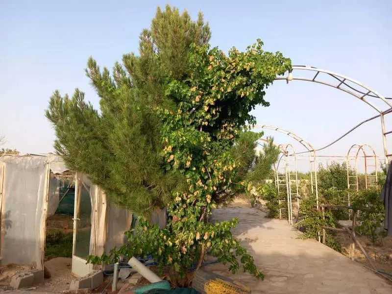 باغ با امتیاز برق / استخر / گلخانه / سند تک برگ|فروش خانه و ویلا|نجف‌آباد, حومه نجف آباد|دیوار