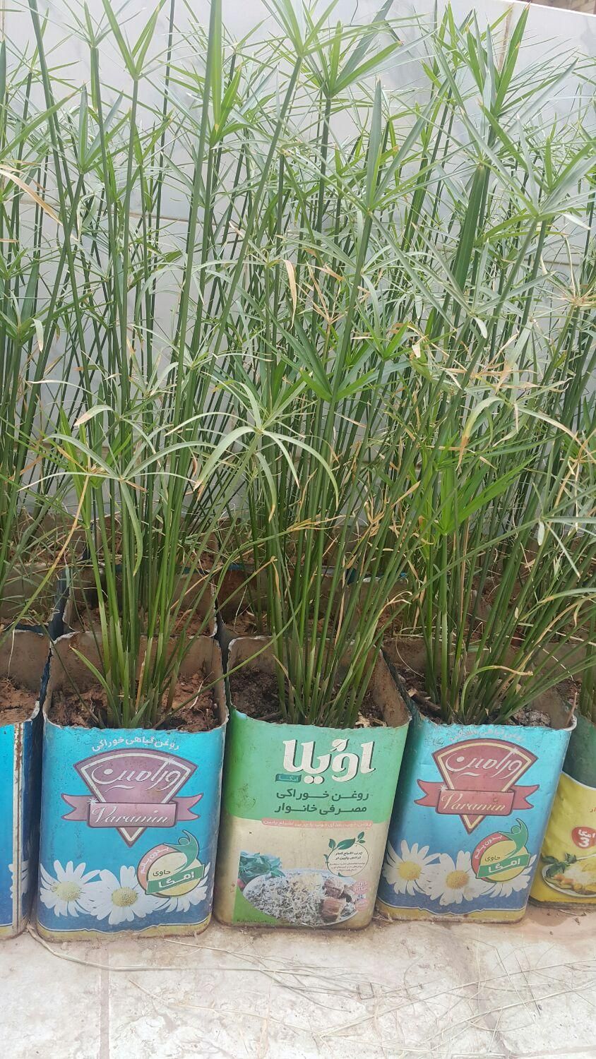 قوطی خالی|حراج|شیراز, آزادگان|دیوار