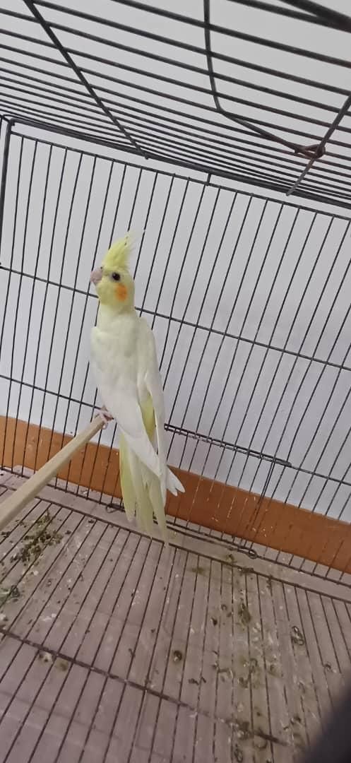 عروس هلندی لوتینو گل باغالی|پرنده|کرج, مارلیک|دیوار