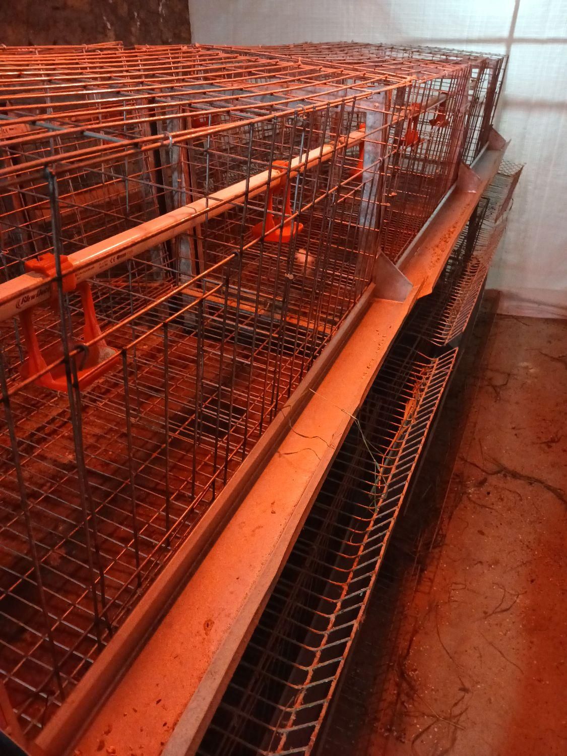 فروش قفس ایستاده مرغتخمذار|لوازم جانبی حیوانات|فراغی, |دیوار