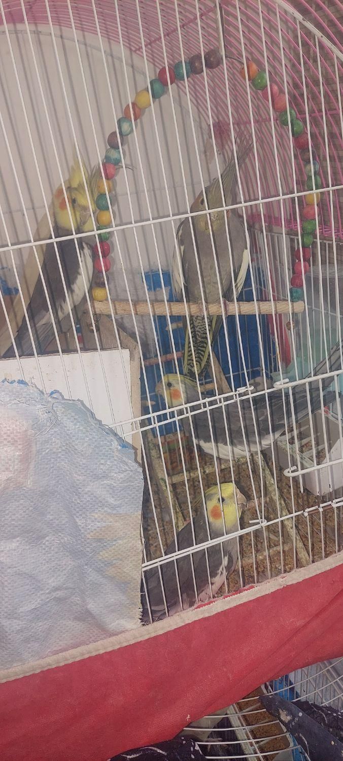 عروس هلندی|پرنده|فلاورجان, |دیوار