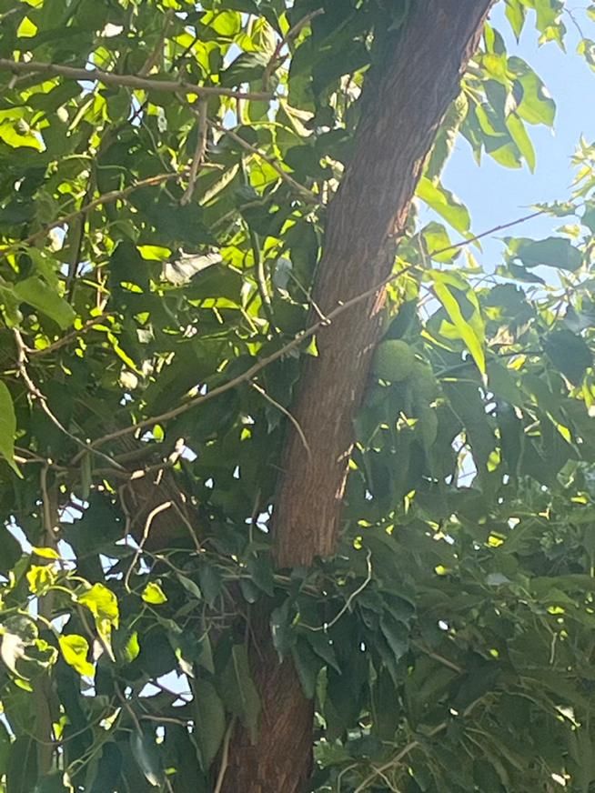 فروش باغشهری در سربست(روستای سرتلی)|فروش زمین و ملک کلنگی|شیراز, شهرک گلدشت حافظ‎|دیوار