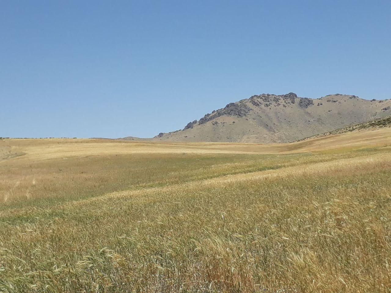 فروش زمین کشاورزی دیم در روستای هزارخانی علیا|فروش دفتر صنعتی، کشاورزی، تجاری|سنقر, |دیوار