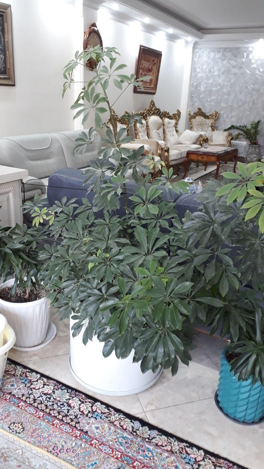 گل شفلرا چندین ساله سرسبز و تنومند|گل و گیاه طبیعی|تهران, ائمه اطهار|دیوار