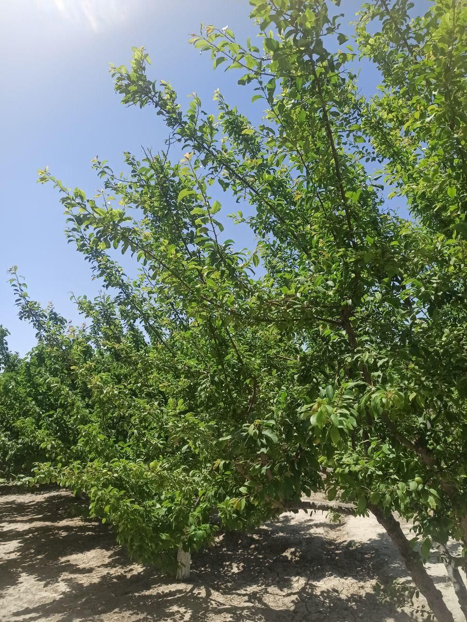 باغ و باغچه ۱۷۵ متری انشعابات تکمیل|فروش زمین و ملک کلنگی|تهران, امیریه|دیوار