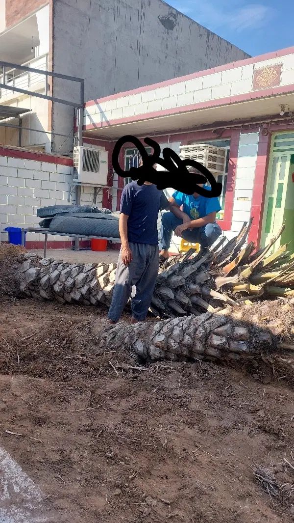 بریدن نخل قطع درخت هرس نخل سمپاشی نخل باغبانی|خدمات باغبانی و درختکاری|اهواز, شهرک نفت|دیوار