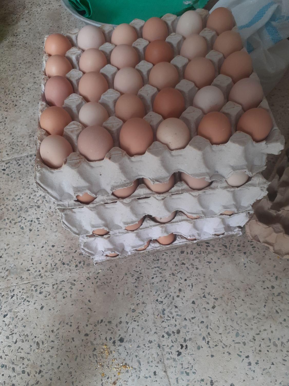 تخم مرغ محلی انزلی با زرده درشت و پرورش طبیعی|خوردنی و آشامیدنی|بندر انزلی, عباس آباد|دیوار
