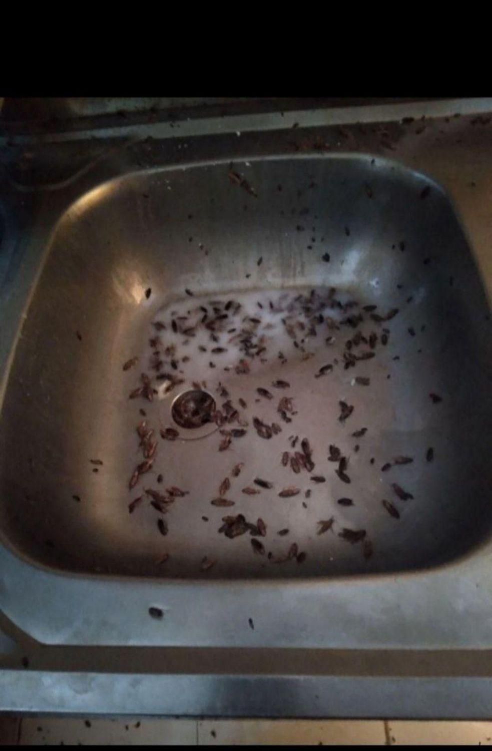 شرکت سمپاشی سوسک و ساس با ضمانت هر مناطق شهر مشهد|خدمات نظافت|مشهد, شاهد (شهرک غرب)|دیوار