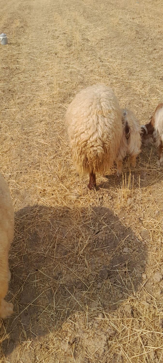 بره چاق|حیوانات مزرعه|کوهدشت, |دیوار