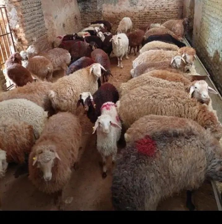 فقط 3روز دیگه تمدید شد*گوسفند زنده تعاونی* وخونی*|حیوانات مزرعه|مشهد, ایثارگران|دیوار