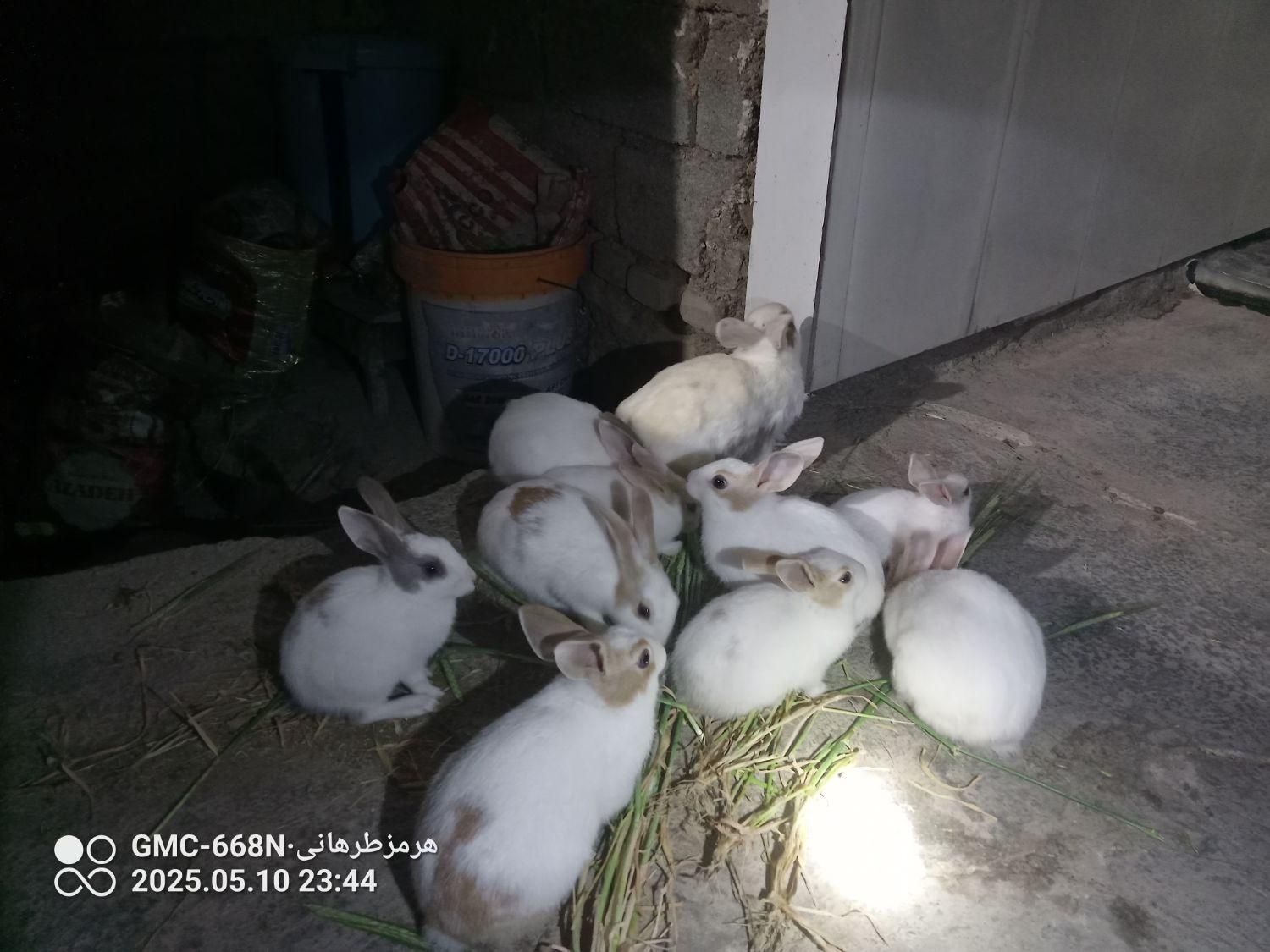 خرگوش خانگی|موش و خرگوش|کوهدشت, |دیوار