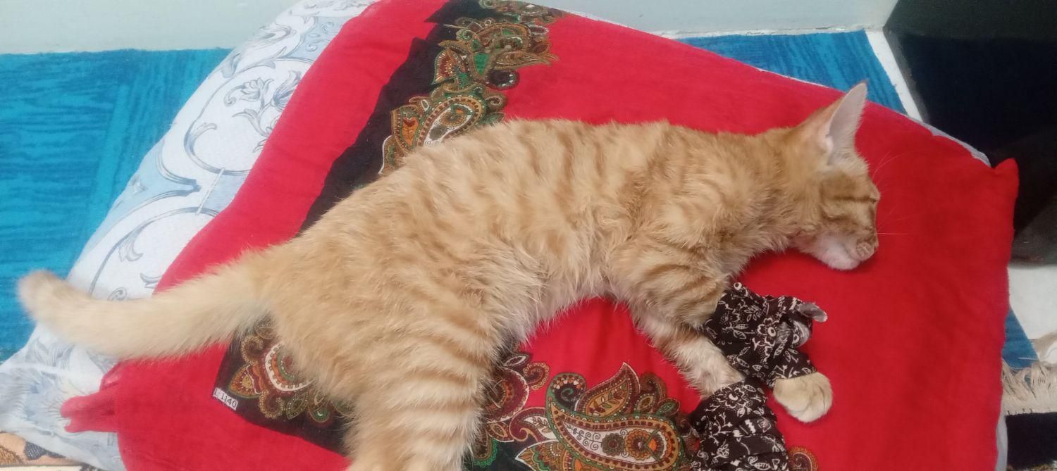 گربه دست شکسته|گربه|تهران, شوش|دیوار