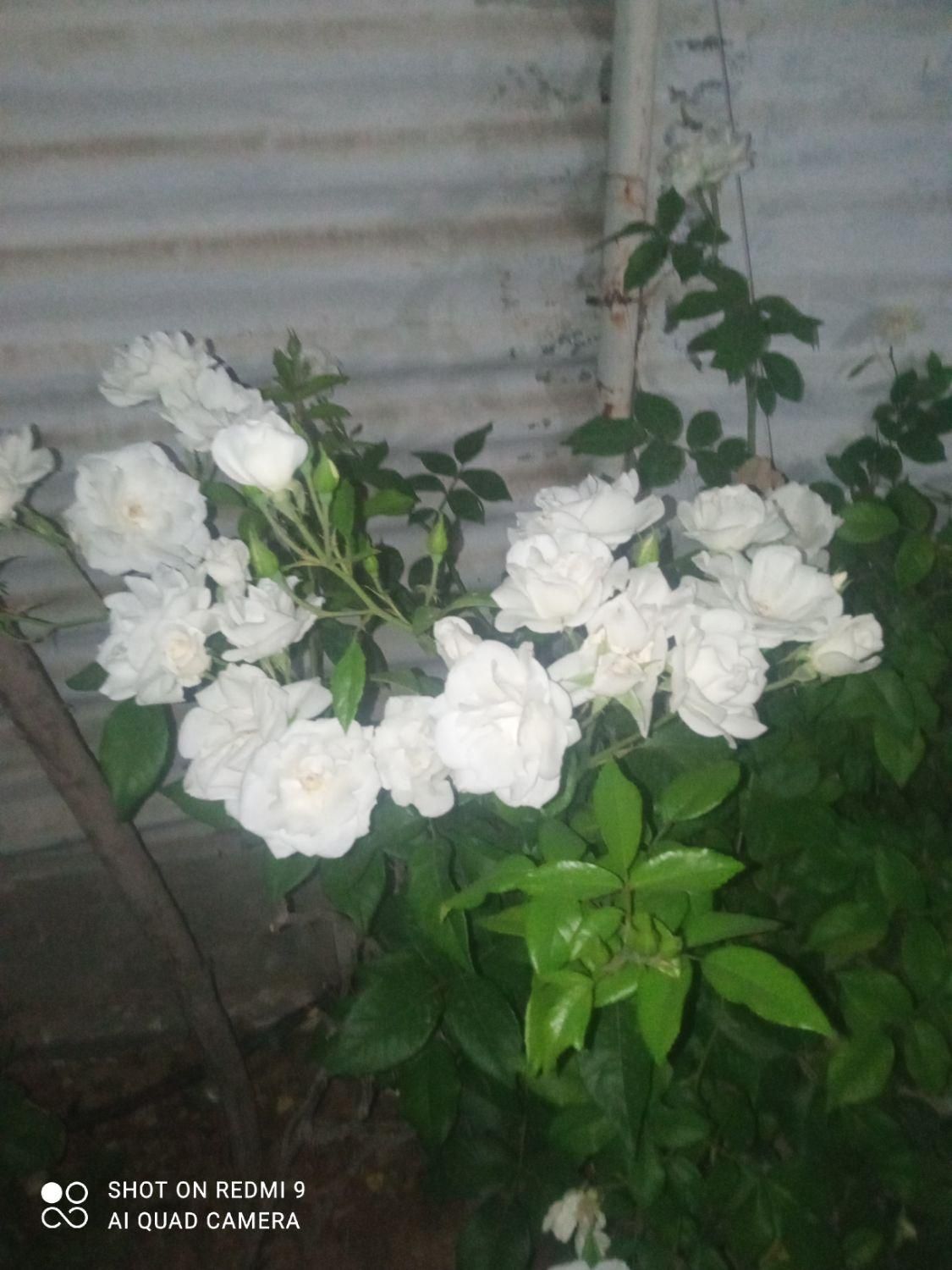 خدمات  باغبانی بصورت حرفه‌ای با35سال از0تا100|خدمات باغبانی و درختکاری|شیراز, قدوسی غربی|دیوار