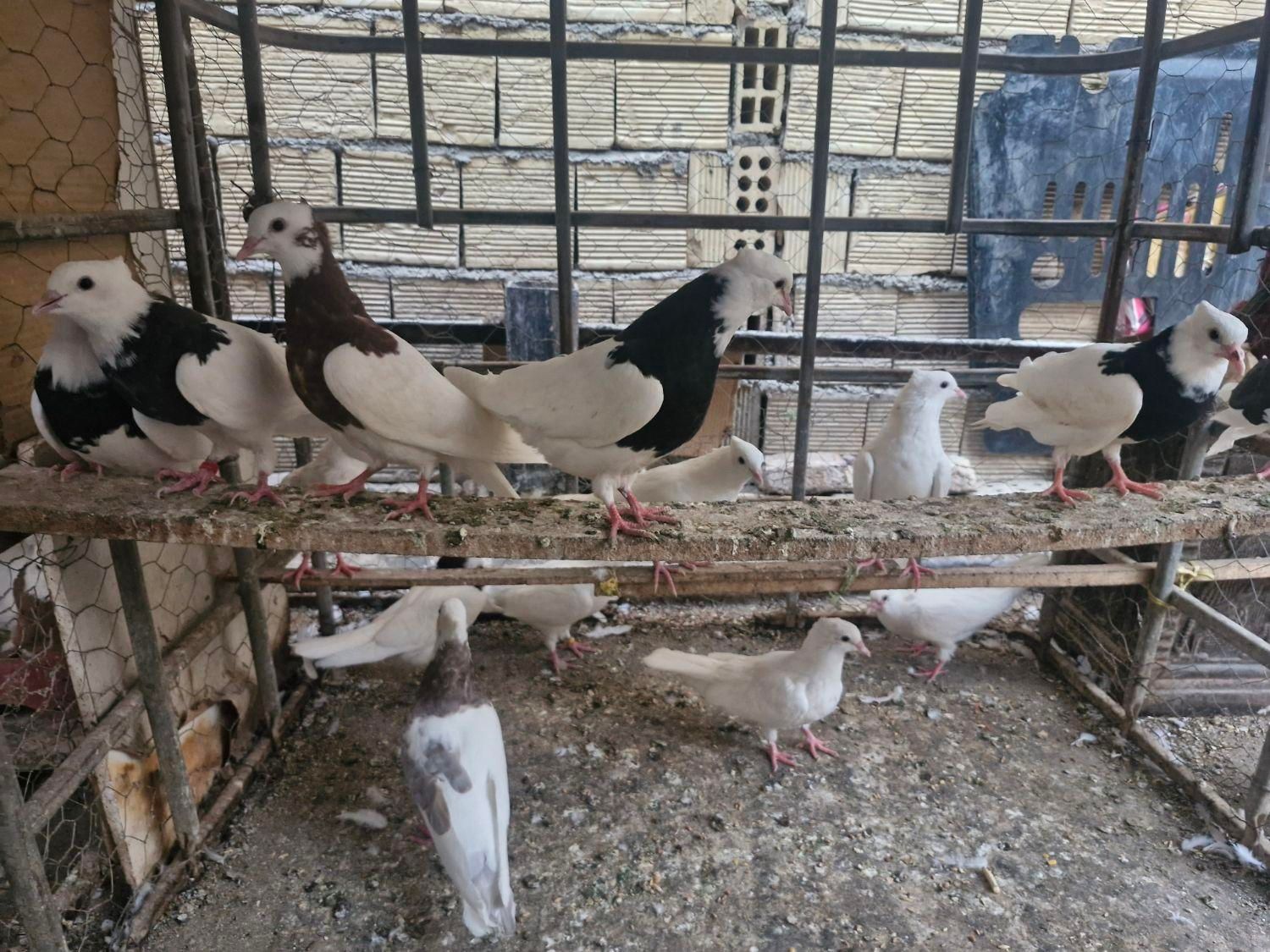 طوقی جوان|پرنده|اصفهان, خواجو|دیوار