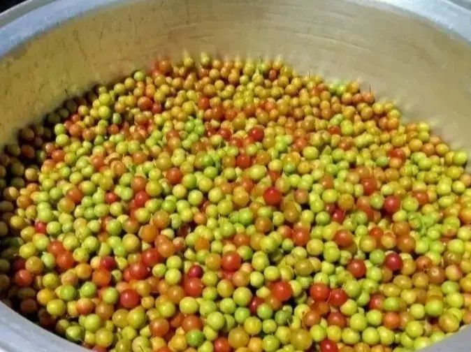 لواشک و زردالو آفتاب خشک ، کاملا ارگانیک و طبیعی|خوردنی و آشامیدنی|تهران, قنات‌کوثر|دیوار