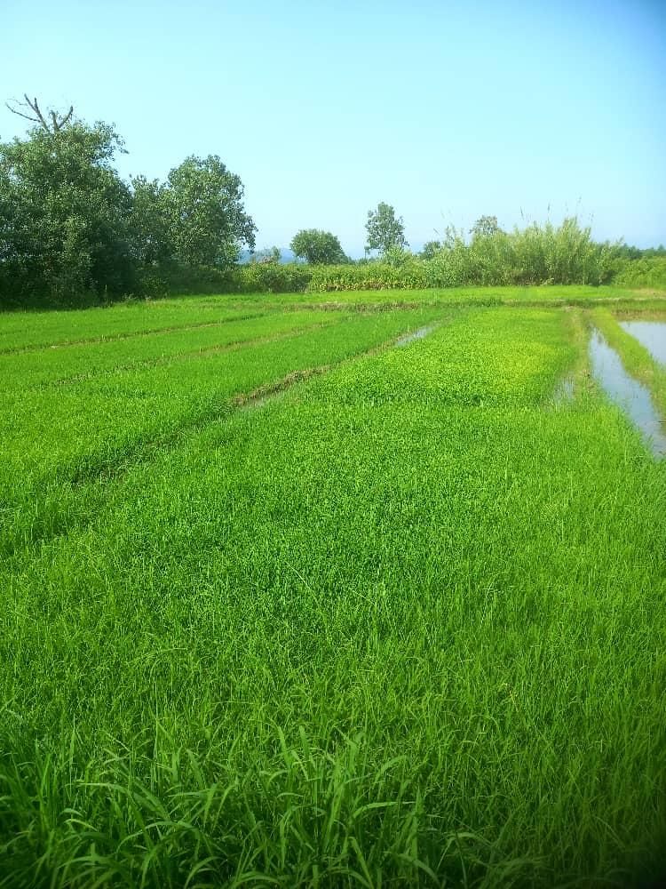 فروش بذر سنتی هاشمی و شیرودی|خدمات باغبانی و درختکاری|رشت, پیله داربن|دیوار