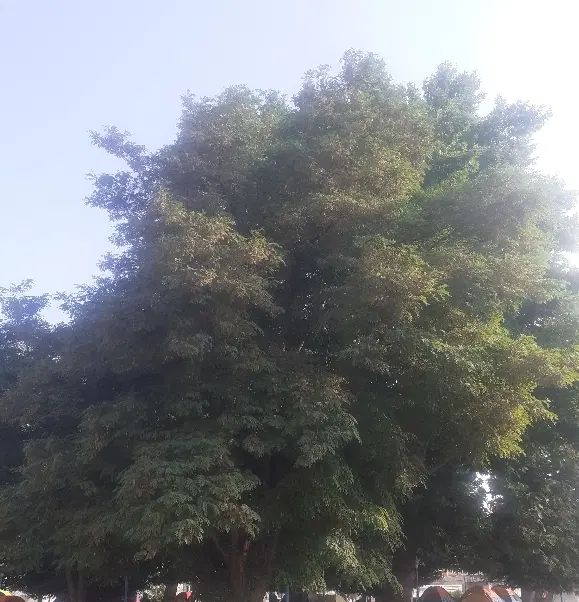اجاره خانه ویلایی ۱۰۰ متری ۱ خوابه در هفده شهریور|اجارهٔ خانه و ویلا|نجف‌آباد, هفده شهریور|دیوار