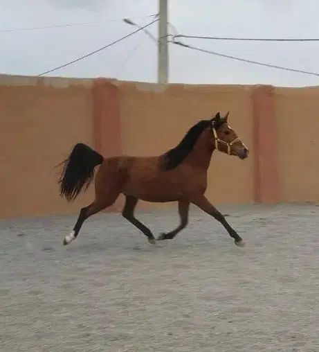 مادیان دره شوری شجره دار مدارک دار تاییدی فدراسیون|اسب و تجهیزات اسب‌سواری|نجف‌آباد, گلدشت|دیوار