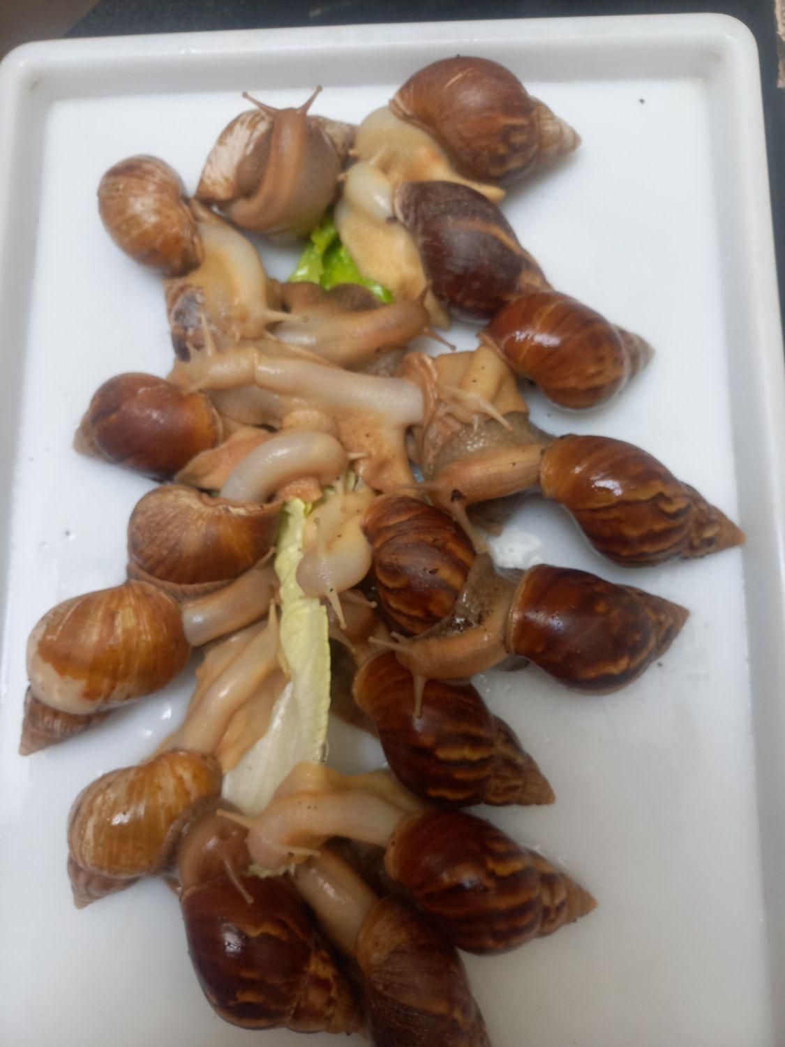 حلزون ۴ تا ۷ سانت ۲۰۰۰۰ تومن|خزنده|شیراز, شهرک مهرگان|دیوار