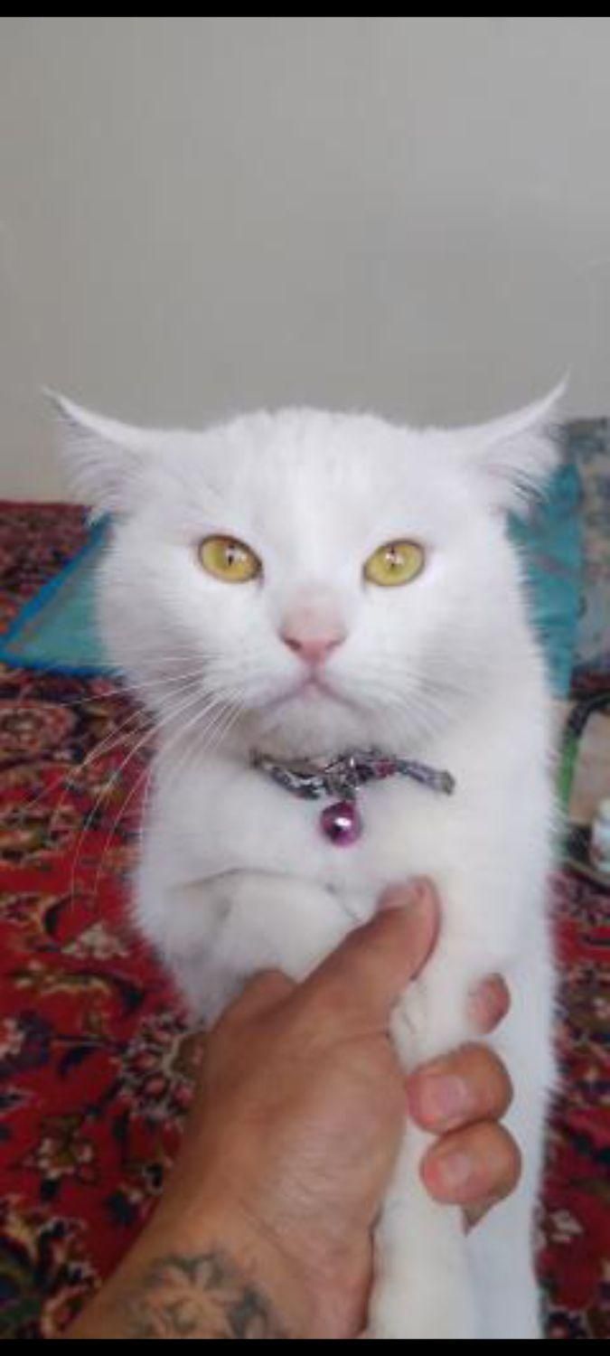 گربه پرشین پوزه دار|گربه|مراغه, |دیوار