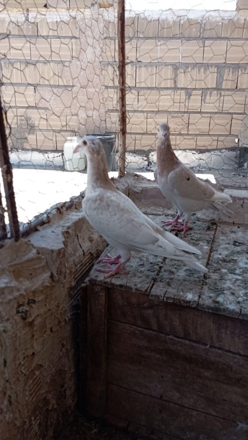 پرنده|پرنده|تاکستان, |دیوار