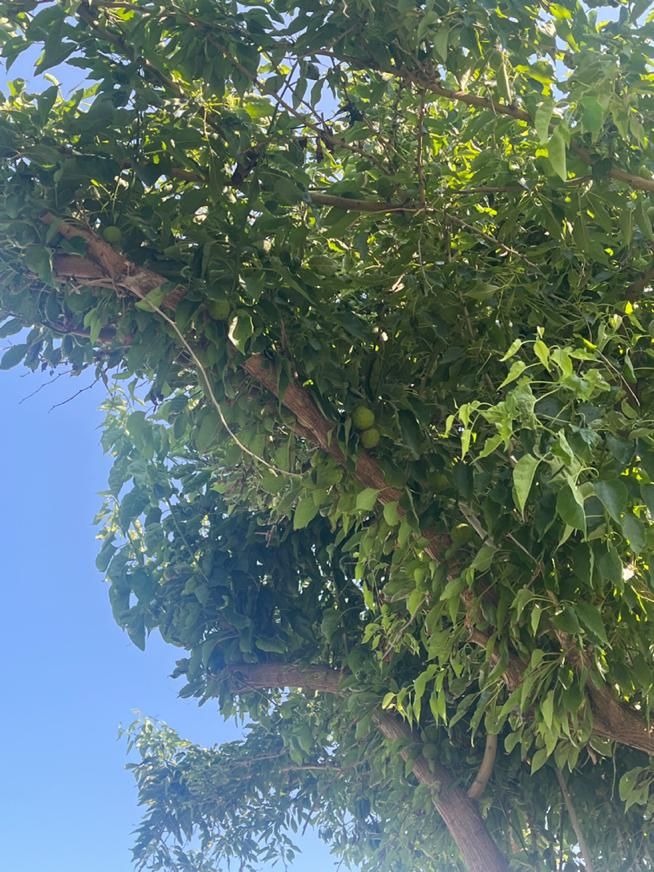 فروش باغشهری در غلات|فروش زمین و ملک کلنگی|شیراز, قدوسی شرقی|دیوار