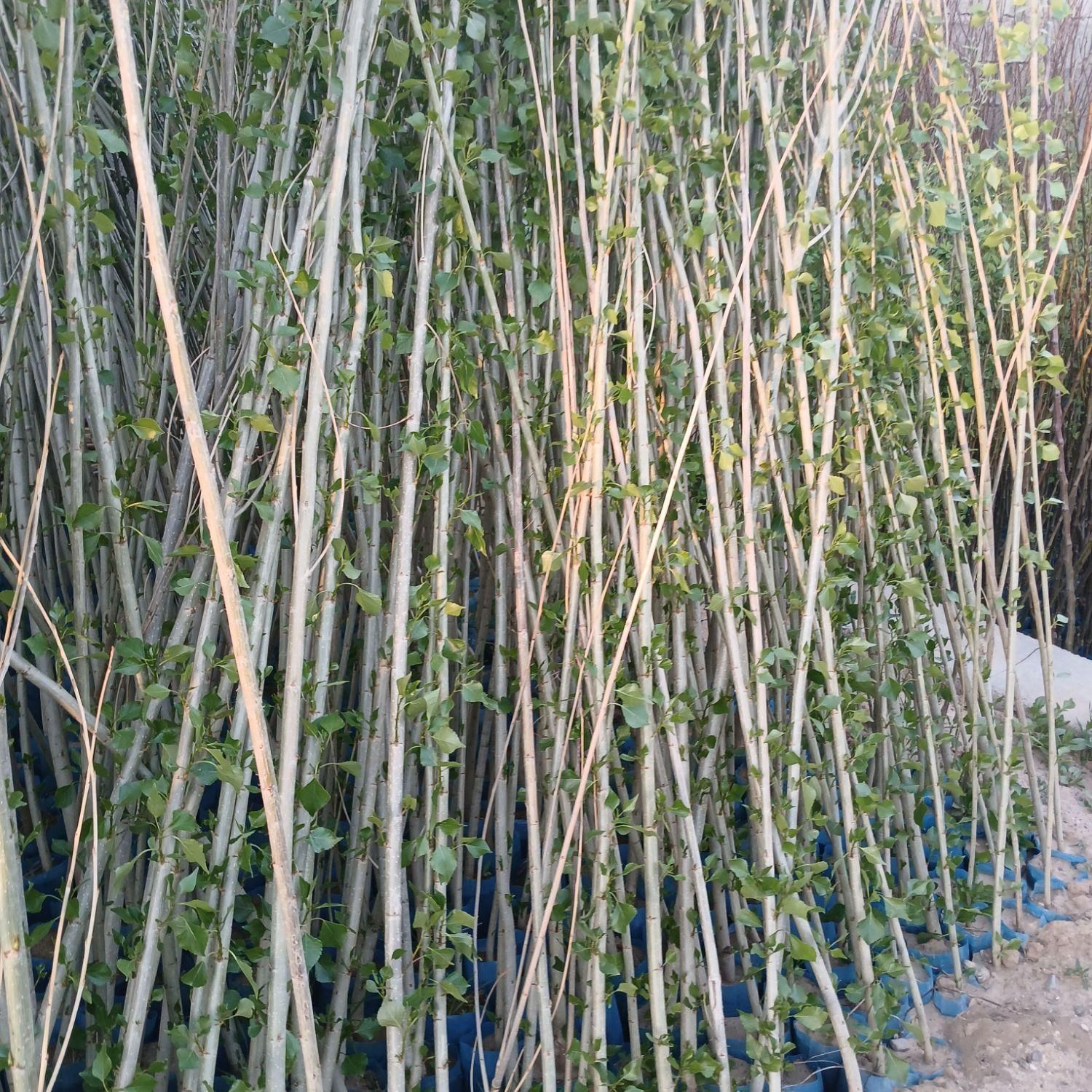 فروش نهال صنوبر نیگرا ترکیه سفید نهال پولساز کم آب|خدمات باغبانی و درختکاری|اصفهان, بهاران|دیوار