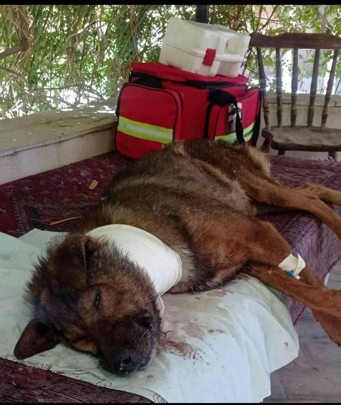 دکتر دامپزشک در محل و کلینیک دامپزشکی سیار|خدمات پیشه و مهارت|کرج, فاز ۳ مهرشهر|دیوار