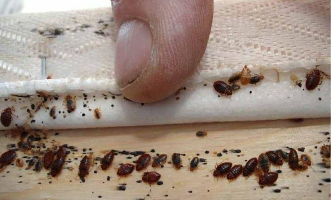 سمپاشی ساس پاکدشت سم پاشی سوسک« پاک »۱۰۰٪تظمینی|خدمات نظافت|پاکدشت, پاکدشت (مامازند)|دیوار