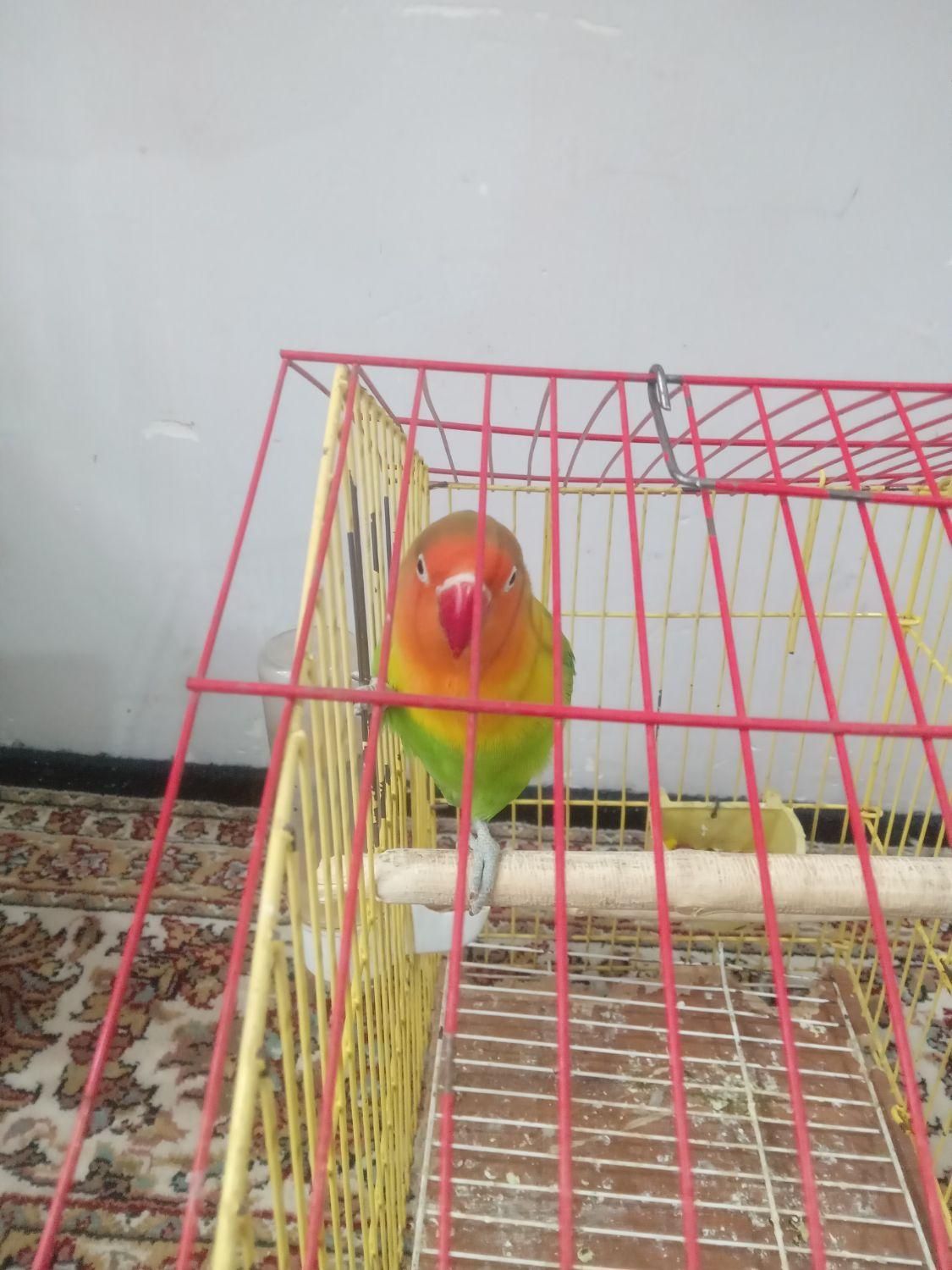 طوطی برزیلی|پرنده|گرمدره, |دیوار
