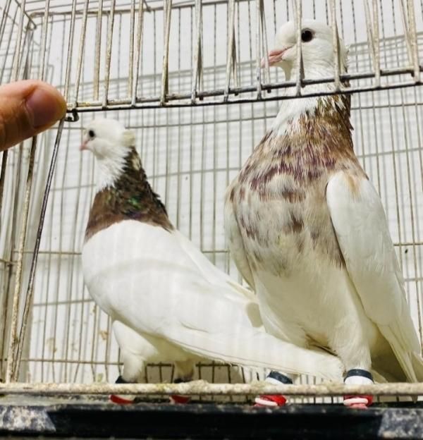 چند جفت کبوتر طوقی سینه ای کله الماسی دم سفید|پرنده|اصفهان, تخت فولاد|دیوار