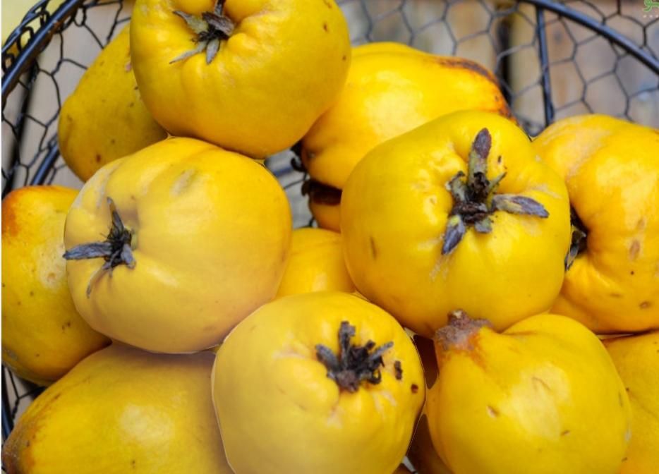 نهال های به اصفهان اصلاح شده امکان پرداخت در محل|خدمات باغبانی و درختکاری|اصفهان, باغ زیار|دیوار