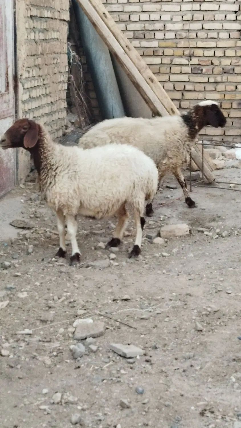 دوعددمیش جوان آبستن سه ماهه بشرط سونوگرافی|حیوانات مزرعه|مشهد, آبکوه|دیوار