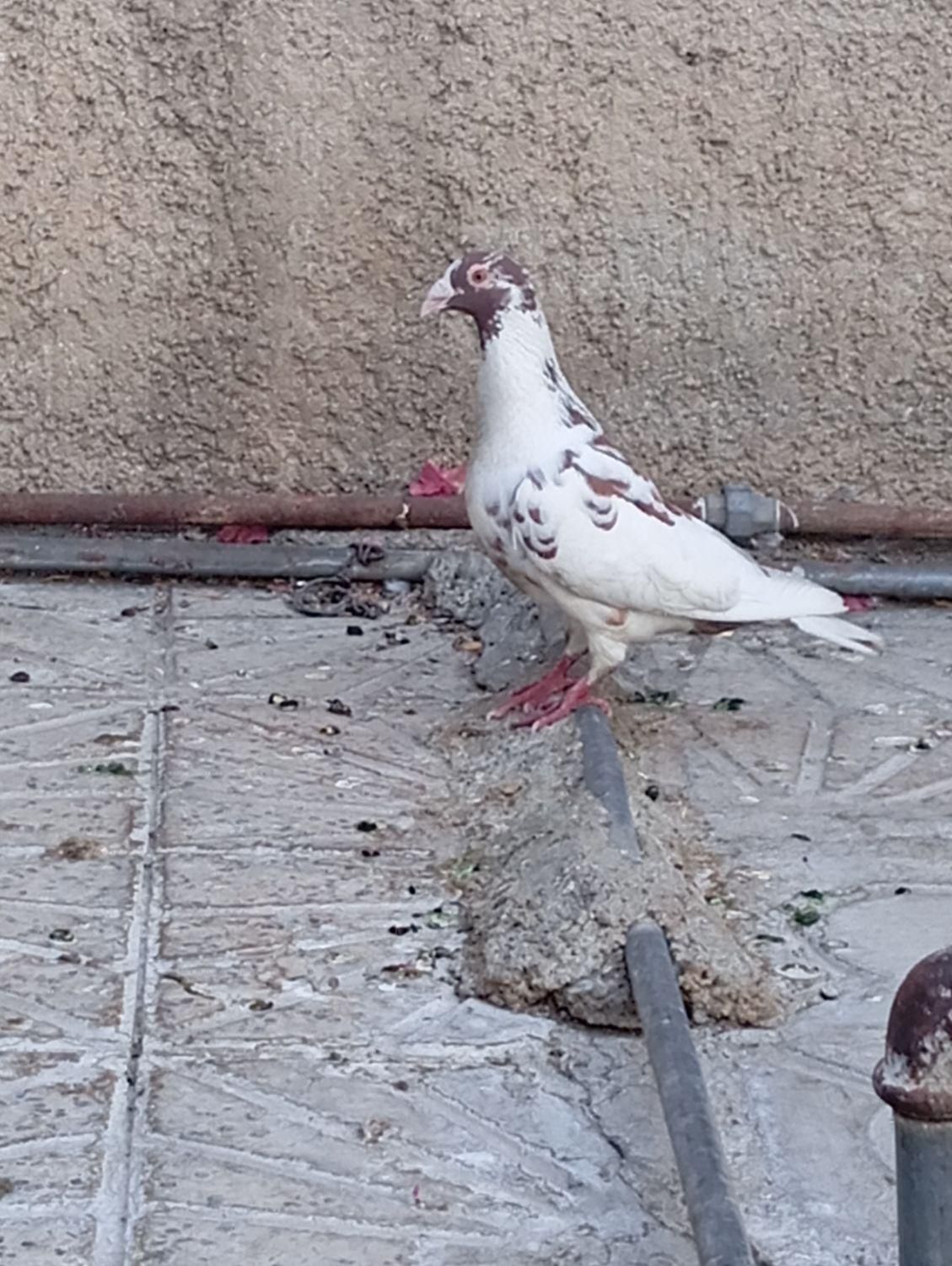 کفتر|پرنده|شیراز, دانشگاه شیراز|دیوار
