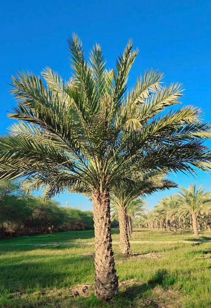 پا ام نخل ساری فنیکس ساری|خدمات باغبانی و درختکاری|ساری, |دیوار