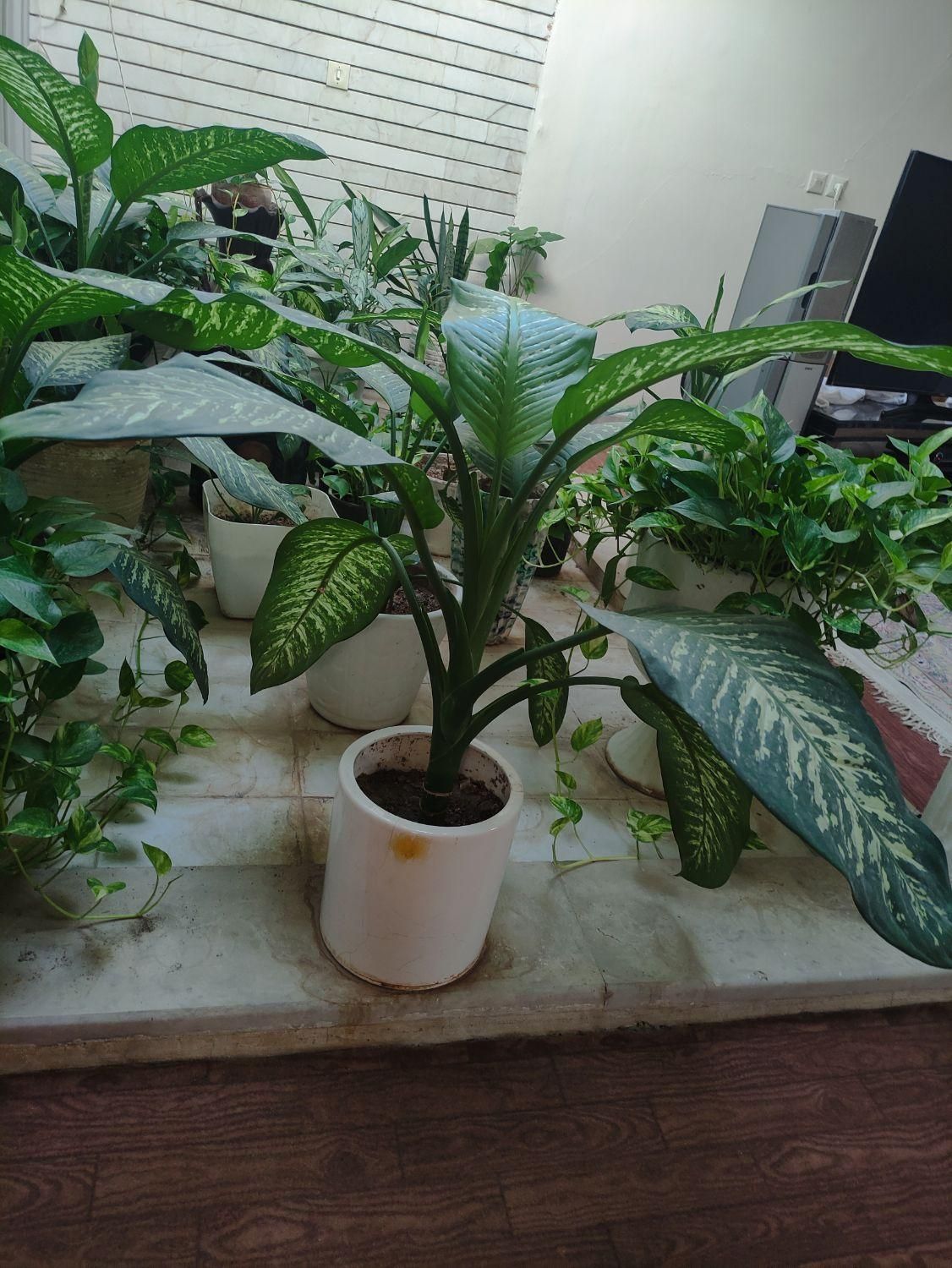 گل دفین و پتوس|گل و گیاه طبیعی|اصفهان, میرعماد|دیوار