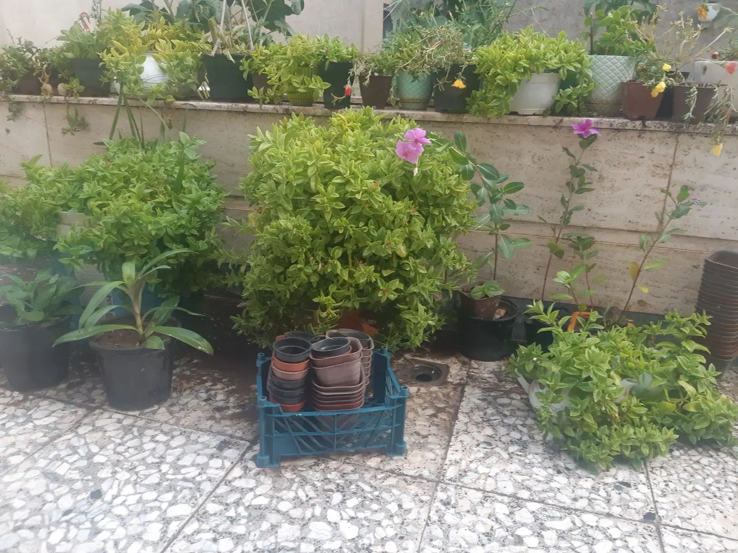 گل ناز پاندانوس  پتوس وگلهای آویزورونده|گل و گیاه طبیعی|نیشابور, شهرک فرهنگیان|دیوار