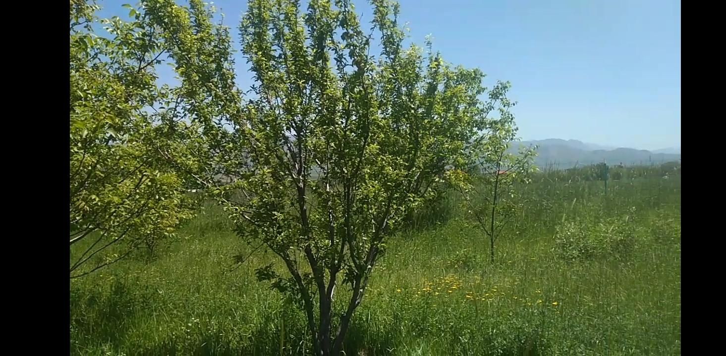 یک قطعه باغ 15 ساله روستای قلات رش|فروش خانه و ویلا|پیرانشهر, |دیوار