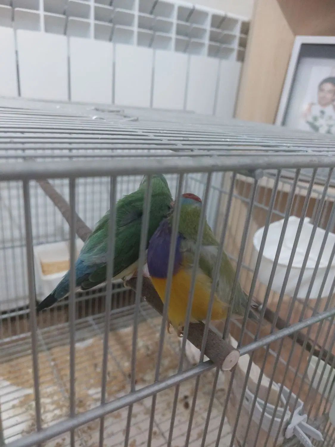 سلام وقت بخیر  ۱ جفت فنچ گلدین نر ماده|پرنده|تهران, زرگنده|دیوار