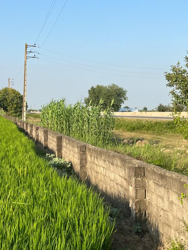 زمین تجاری ۷ هکتاری بر اتوبان کیاکلا به جویبار|فروش دفتر صنعتی، کشاورزی، تجاری|بابل, |دیوار