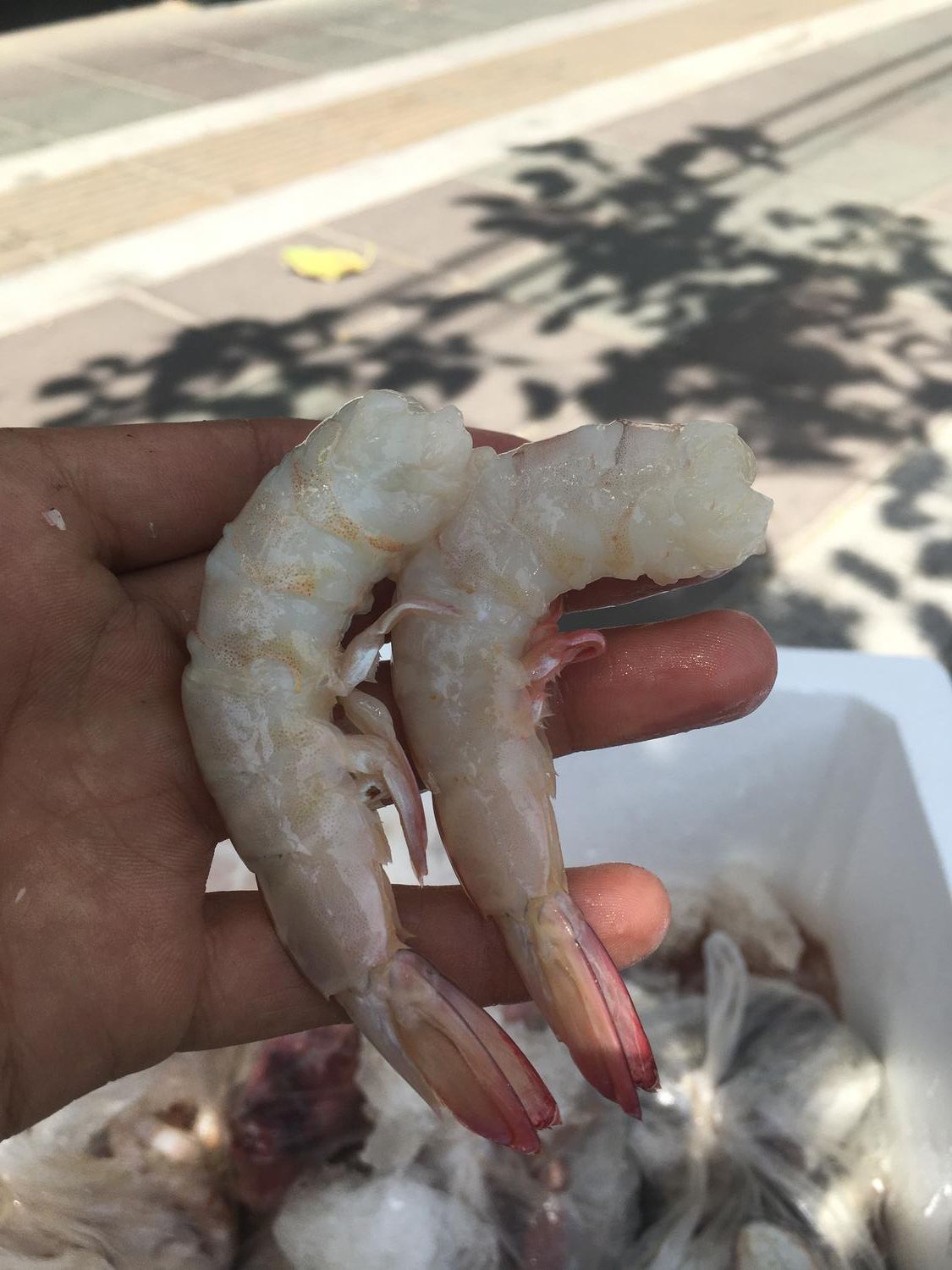 سفارش ماهی و میگو از بوشهر، تحویل درب منزل|خوردنی و آشامیدنی|تهران, بلورسازی|دیوار