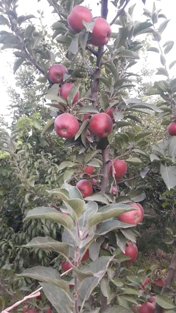 نهال و نهالستان سبلان سبز تختی|خدمات باغبانی و درختکاری|اردبیل, |دیوار