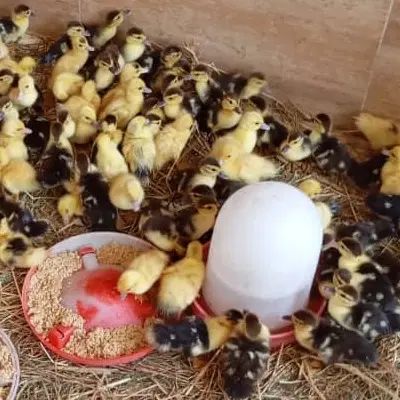 جوجه اردک اسرائیلی ۱۰ روزه در رشت|حیوانات مزرعه|رشت, فخب|دیوار
