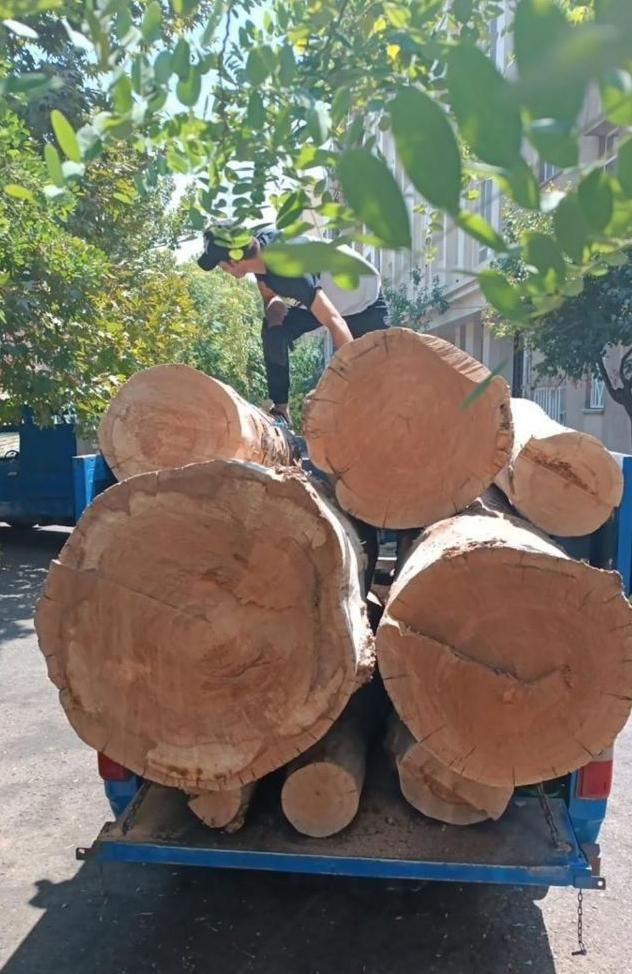 خرید وبرش چوب|خدمات باغبانی و درختکاری|بیرجند, |دیوار